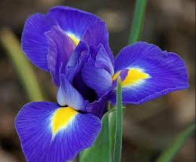 Screen Shot 2017-01-24 at 12.00.57 PM.png