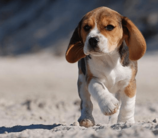 Screen Shot 2017-06-28 at 11.10.41 AM.png