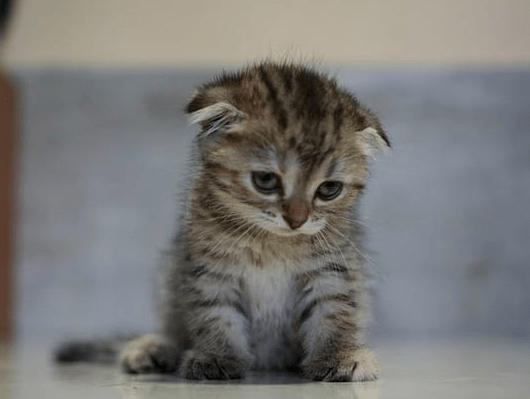 Screen Shot 2018-02-14 at 11.18.55 AM.png